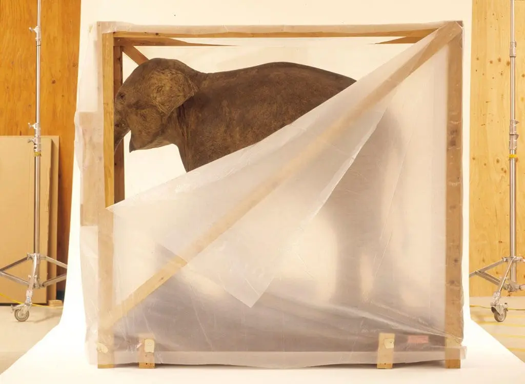 1BabyElephant_unresized