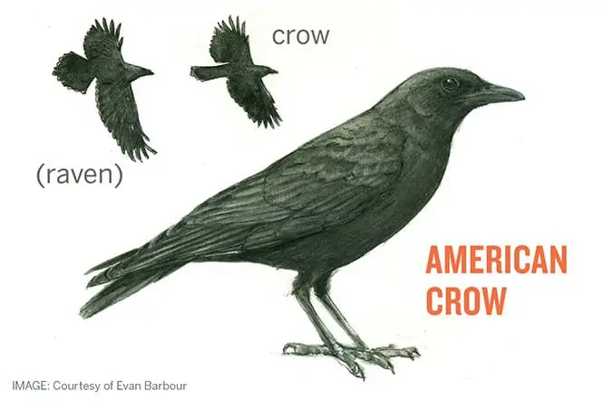 American Crow
