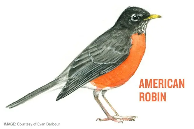 American Robin