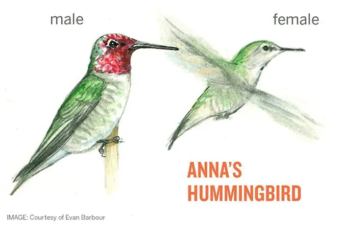 Anna's Hummingbird