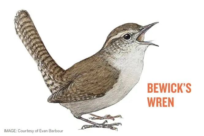 Bewick's Wren