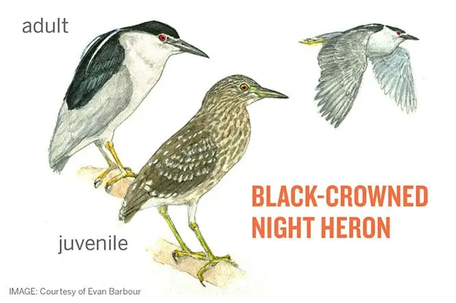 Black crowned Night Herons