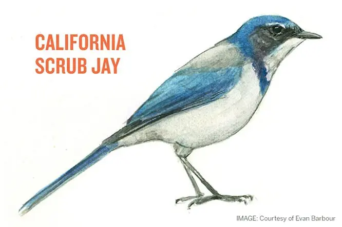 CA Scrub Jay