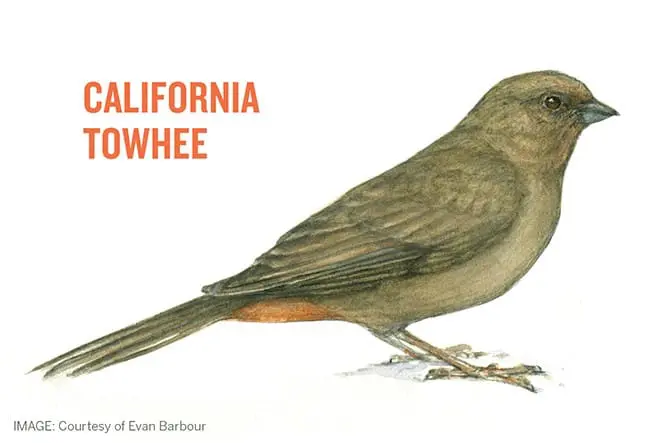 California Towhee