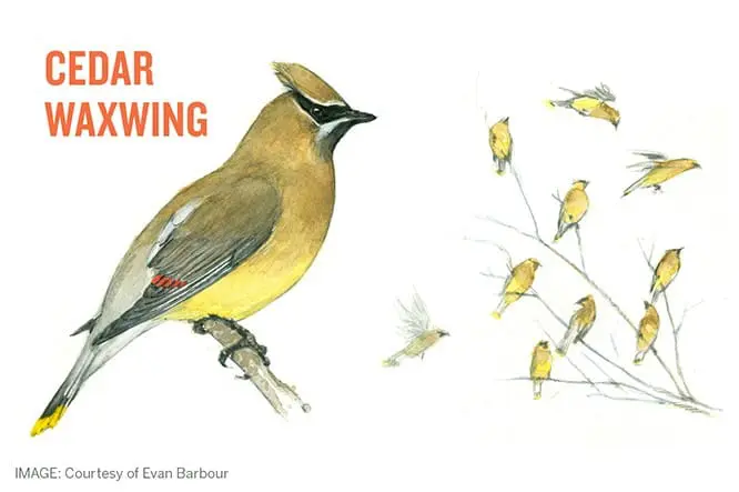 Cedar Waxwing