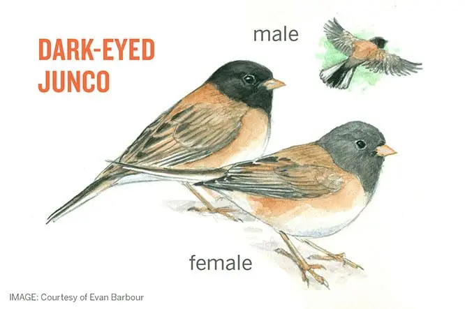 Dark-eyed Junco