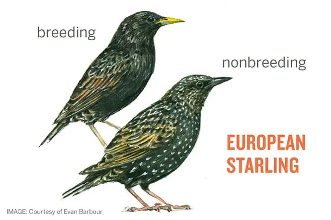 European Starling