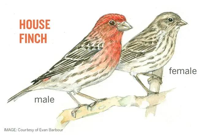 House Finch