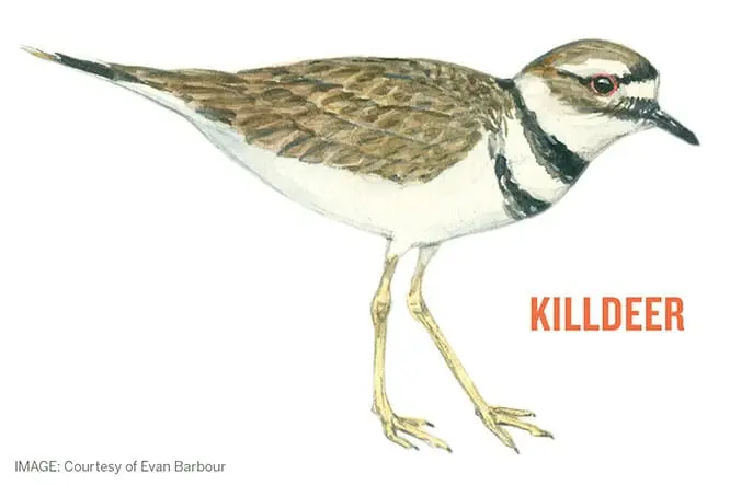 Killdeer