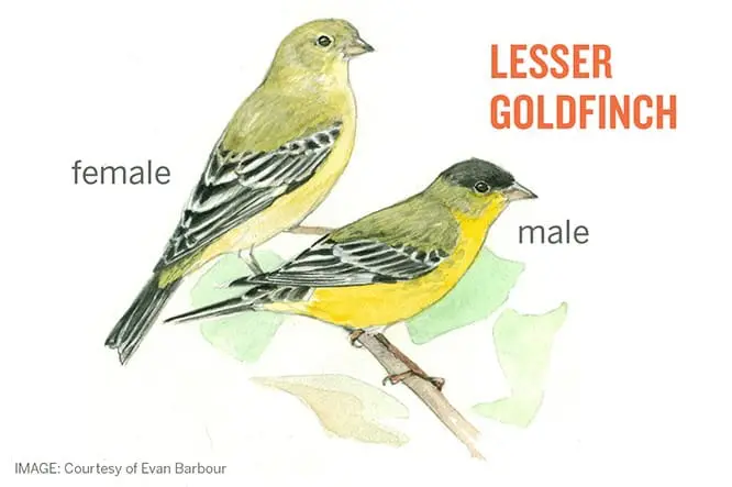 Lesser Goldfinch