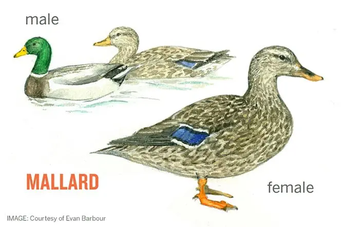 Mallard