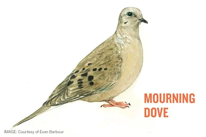 Mourning Dove