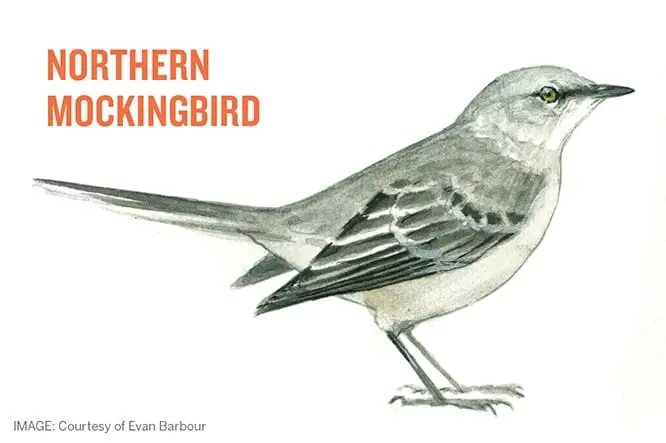 Northern Mockingbird