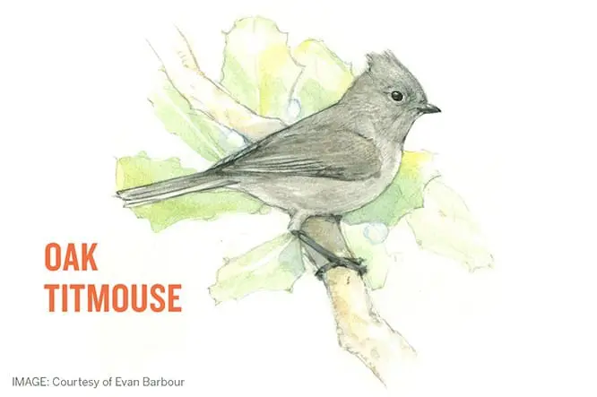 Oak Titmouse
