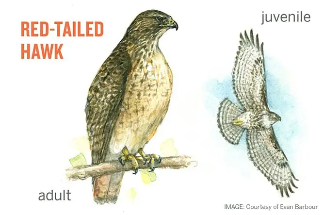 Red-tailed hawk