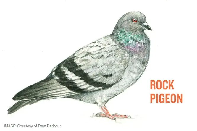 Rock Pigeon