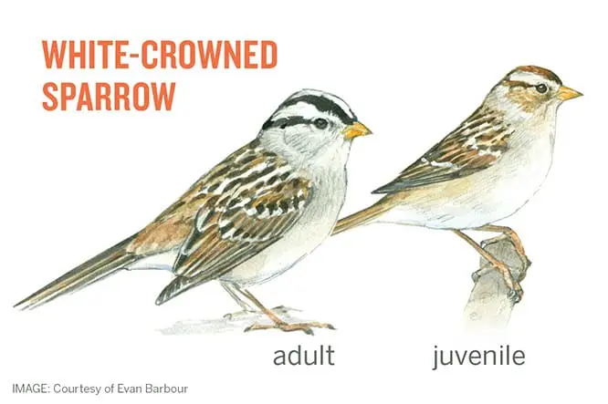 White-Crowned Sparrow