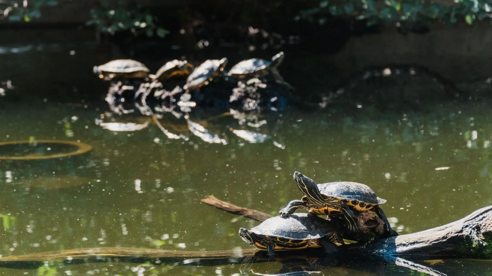 Turtles playing in the Koi Pond at OMCA