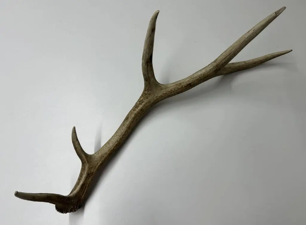 Íshyuux (Karuk language) antler
Elk antler
Courtesy of Frank K. Lake (Karuk)