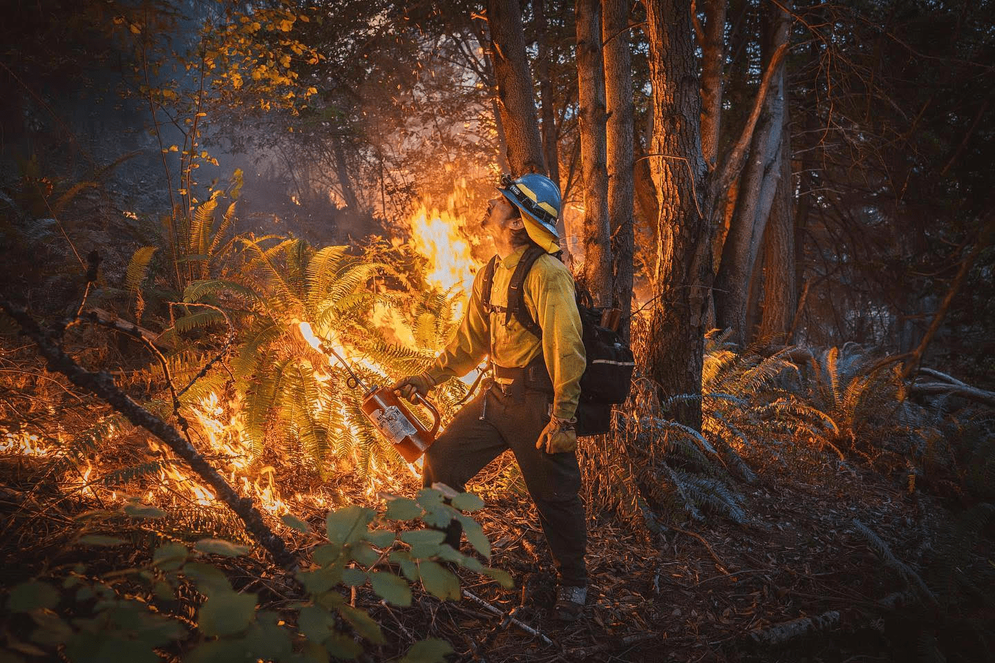 Hoopa Valley Tribal member Steven Saiz watches flames snake through thick underbrush during a cultural burn managed by the Cultural Fire Management Council Credit: Maddy Rifka
