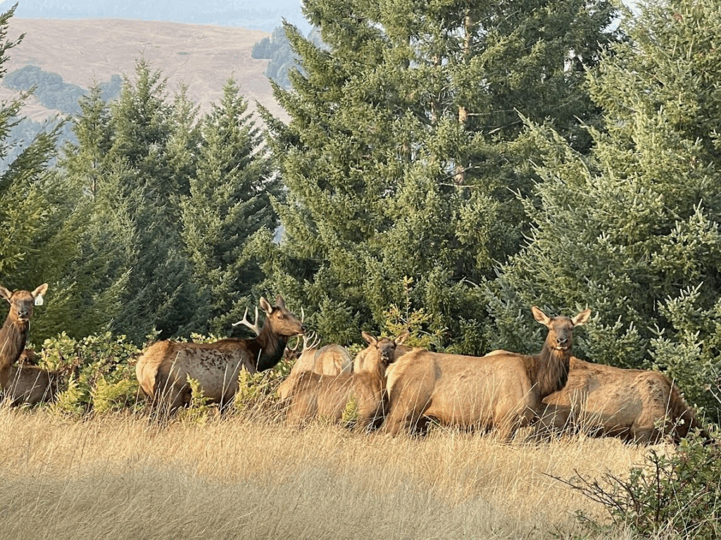 Group of Elk on Yurok Tribal Land