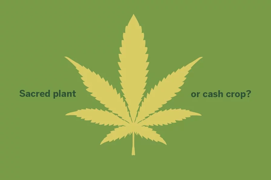 sacred plant 896x595 webpage