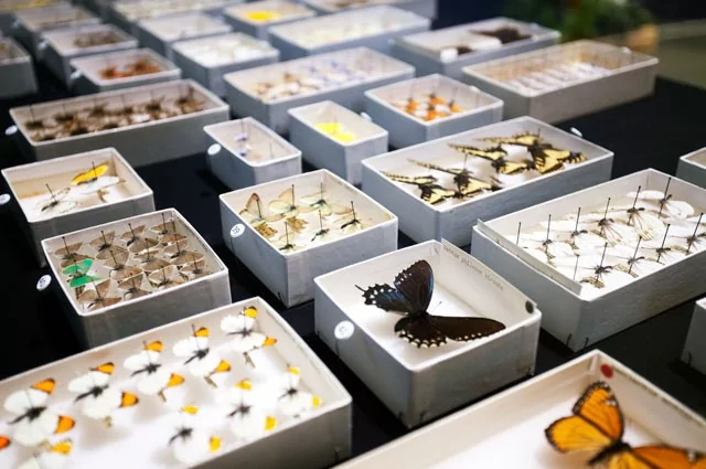 Metamorphosis-Migration-Oakland-Museum-of-California-2017_web3