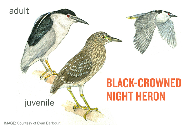 Black crowned Night Herons