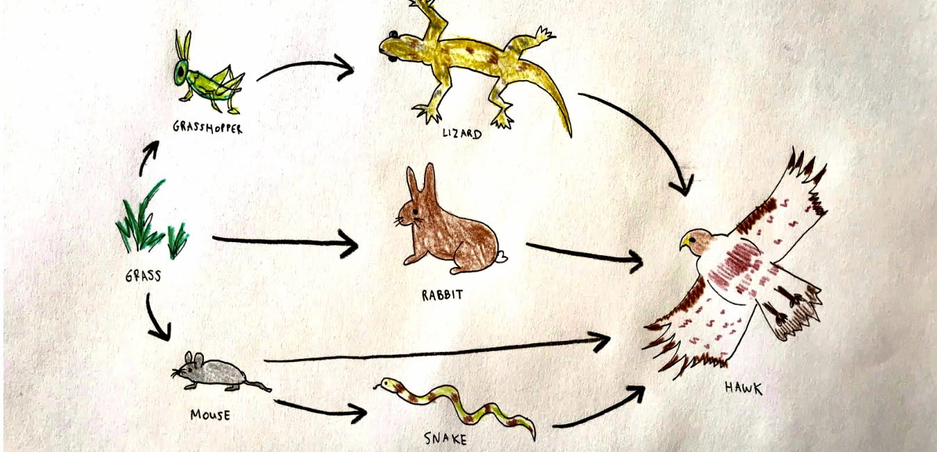 6.4: Food Chains and Food Webs - Biology LibreTexts