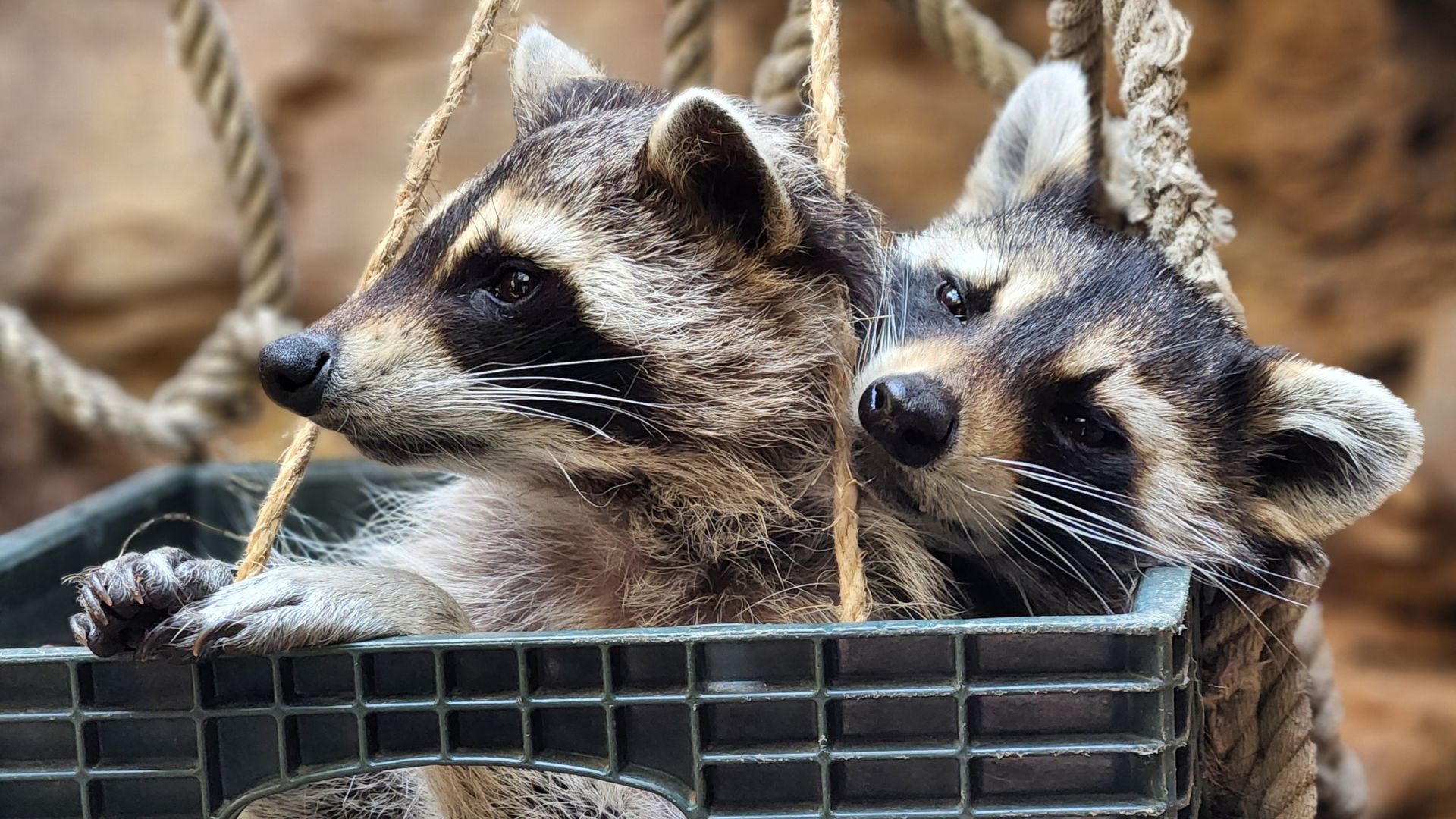 Two cute raccoons sitting in a box