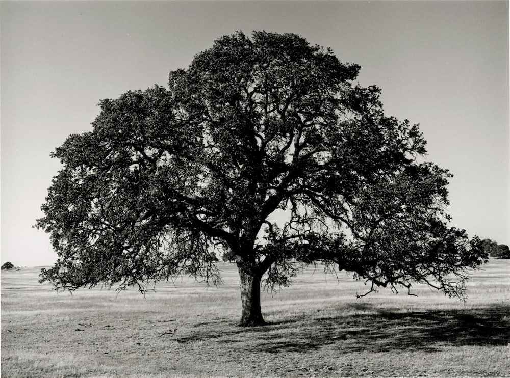 Dugan Aguilar, Valley Oak, Circa 1990s, Gift of the family of Dugan Aguilar