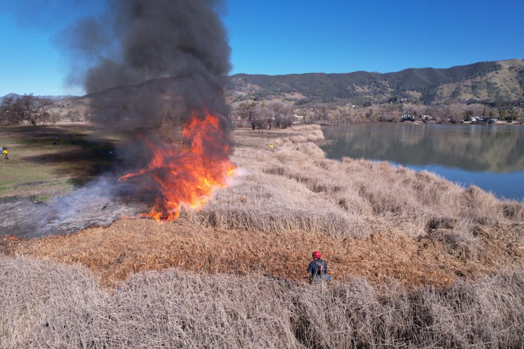 Tule burn in Clear LakeCredit: Jesus Campanero (Pomo), 2022, Reproduction courtesy of Jesus Campanero, Tribal Council Member, Robinson Rancheria / Board of Directors, Tribal EcoRestoration Alliance