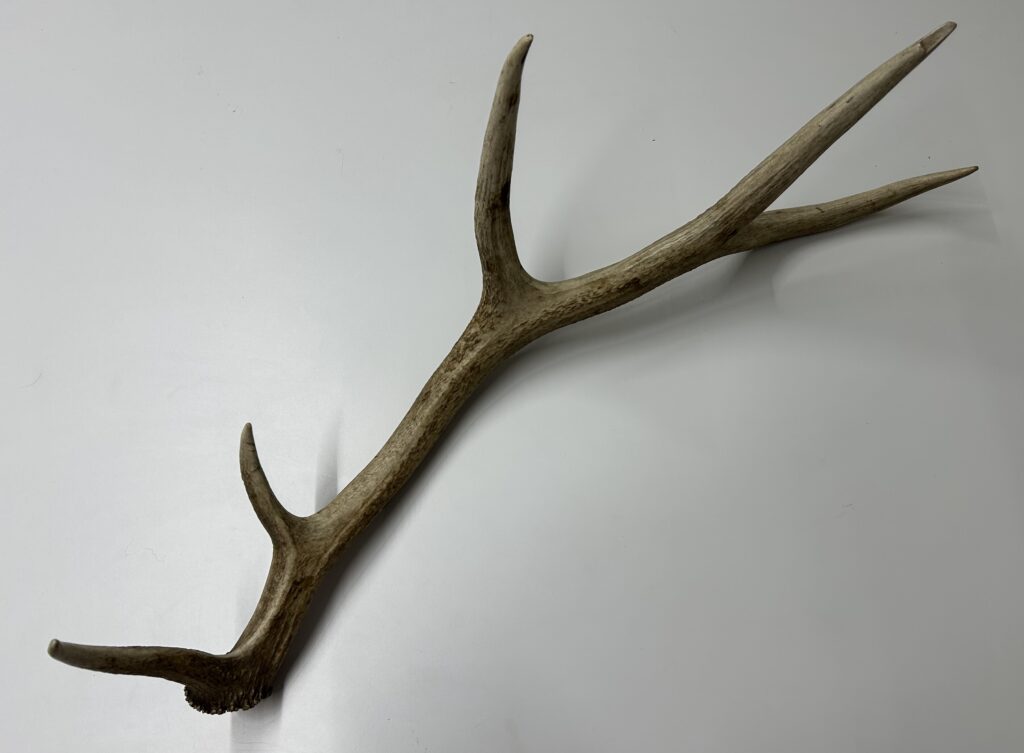 Íshyuux (Karuk language) antlerElk antlerCourtesy of Frank K. Lake (Karuk)